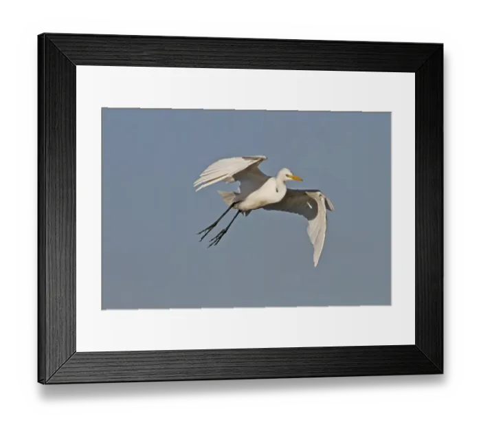 Framed Print : Yellow billed Egret in flight - Okavango delta, Botswana Framed Print : Yellow billed Egret in flight - Okavango delta, Botswana
