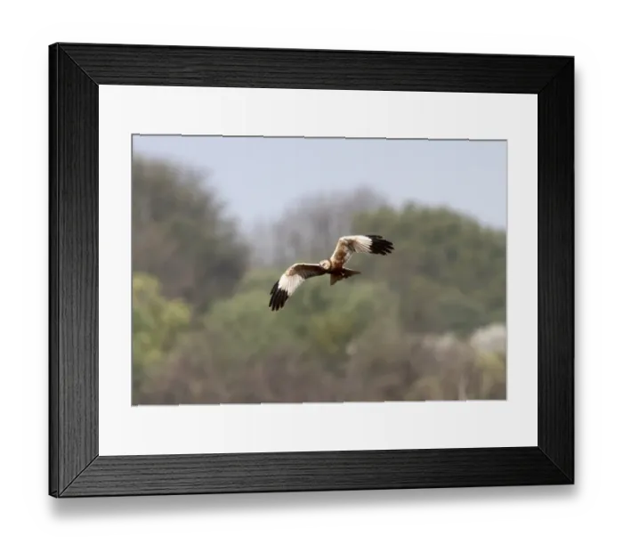 Framed Print : Marsh Harrier Framed Print : Marsh Harrier