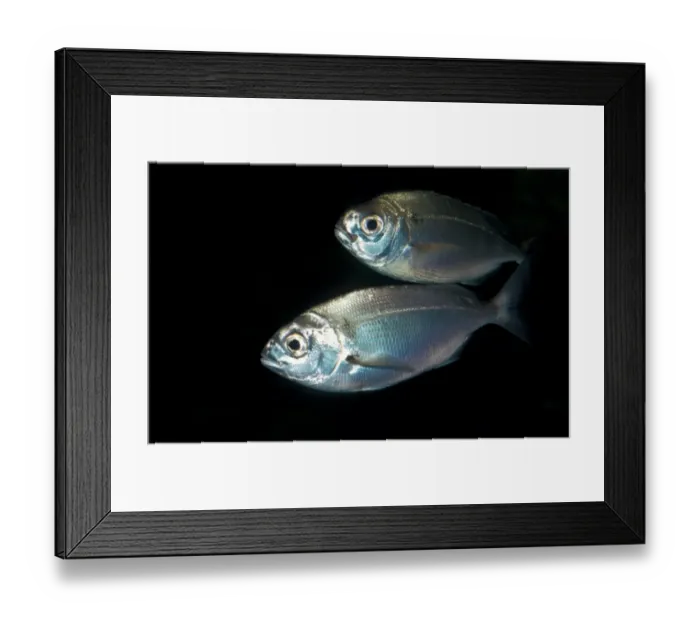 Framed Print : Pagellus centrodontus, Common sea bream Framed Print : Pagellus centrodontus, Common sea bream