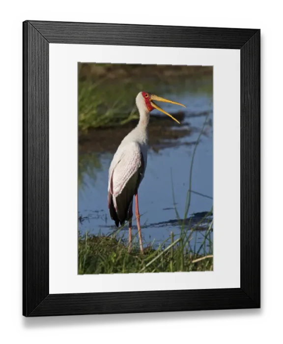 Framed Print : Yellow billed Stork at Okavango water hole Botswana Framed Print : Yellow billed Stork at Okavango water hole Botswana