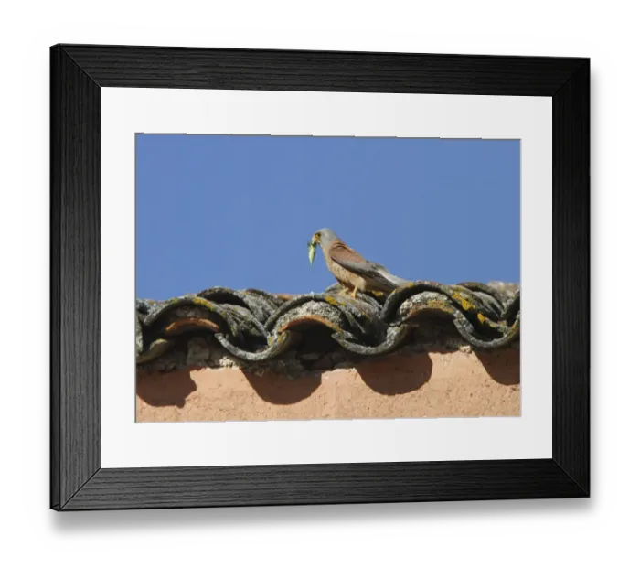 Framed Print : Lesser Kestrel Male with insect prey in its bill. Taken in spain, Trujillo, Extremadura