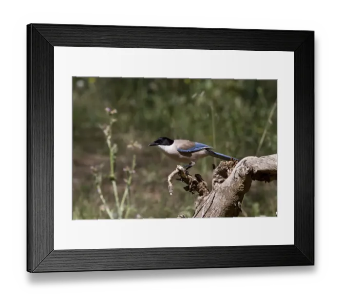 Framed Print : Azure winged Magpie - Extremadura, Spain