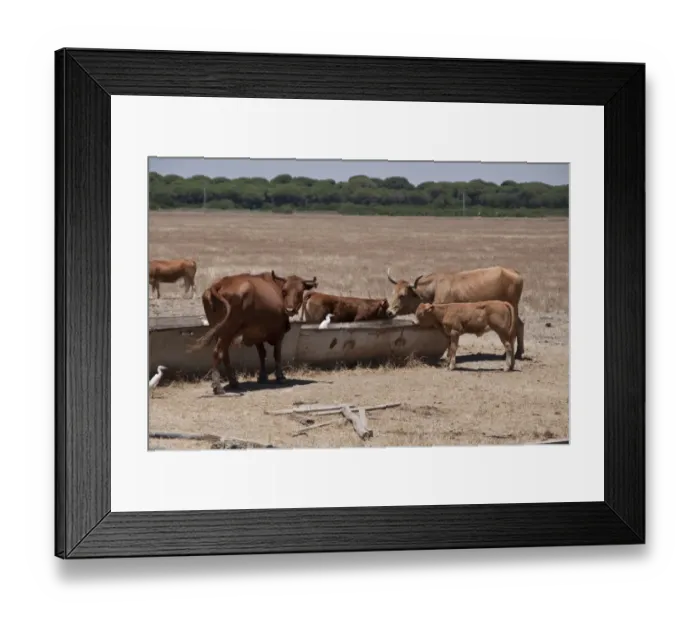 Framed Print : Domestic Cattle, Andalucian Long-horned Cattle, Andalucia, Southwest Spain Framed Print : Domestic Cattle, Andalucian Long-horned Cattle, Andalucia, Southwest Spain