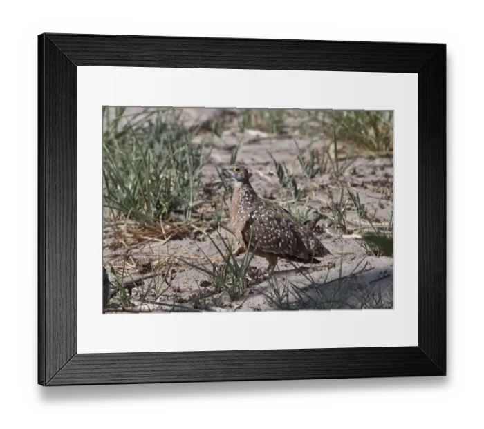 Framed Print : burchells sandgrouse male Framed Print : burchells sandgrouse male