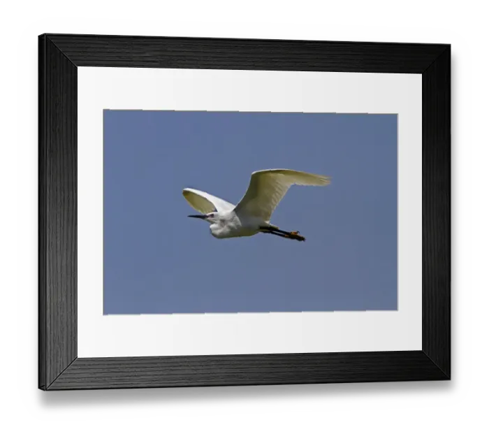 Framed Print : Blacktip Shark (Carcharhinus limbatus) and Long-beaked Common Dolphin (Delphinus capensis) adults Framed Print : Blacktip Shark (Carcharhinus limbatus) and Long-beaked Common Dolphin (Delphinus capensis) adults