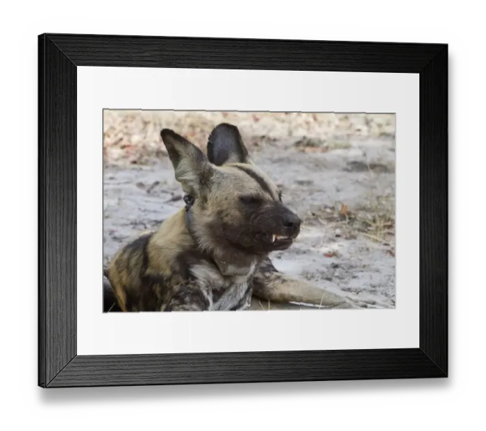 Framed Print : Hunting Dog with radio collar. Lycaon pictus is a large canid found only in Africa
