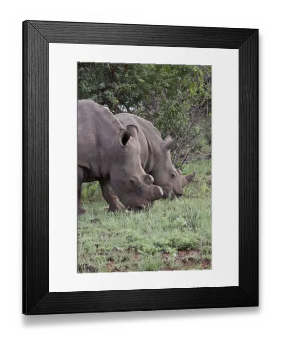 Framed Print : White Rhino one with horns removed as an anti poaching measure - South Africa Framed Print : White Rhino one with horns removed as an anti poaching measure - South Africa
