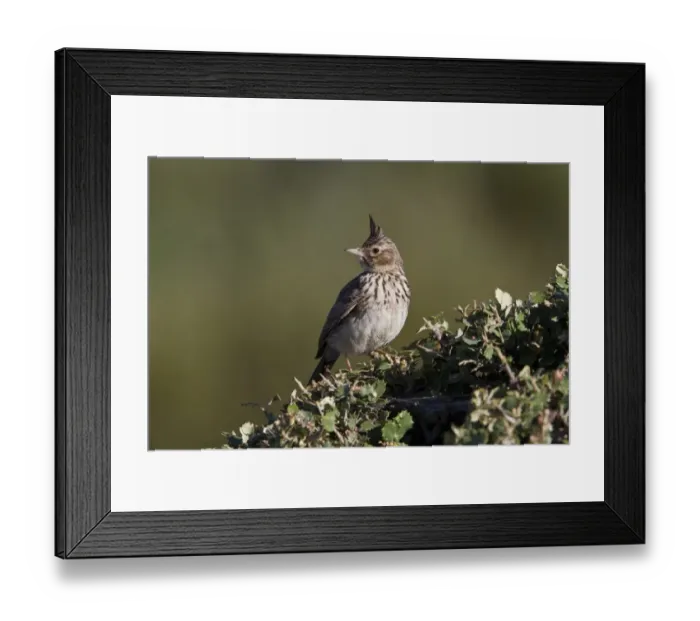 Framed Print : Thekla Lark, Extremadura, Spain Framed Print : Thekla Lark, Extremadura, Spain