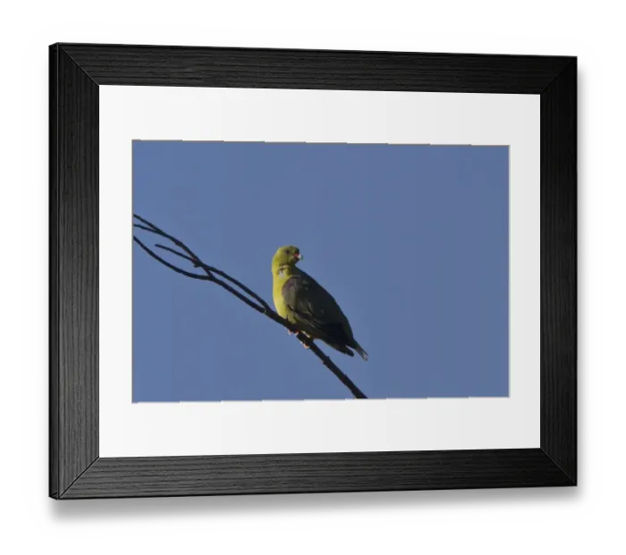 Framed Print : African Green Pigeon near Kwara camp, Botswana Framed Print : African Green Pigeon near Kwara camp, Botswana