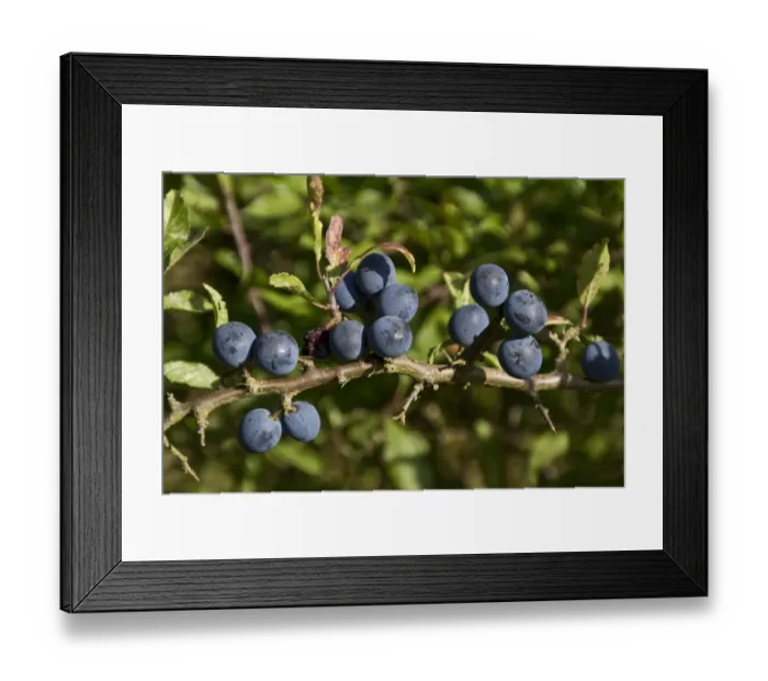 Framed Print : Sloe or Blackthorn fruits Framed Print : Sloe or Blackthorn fruits