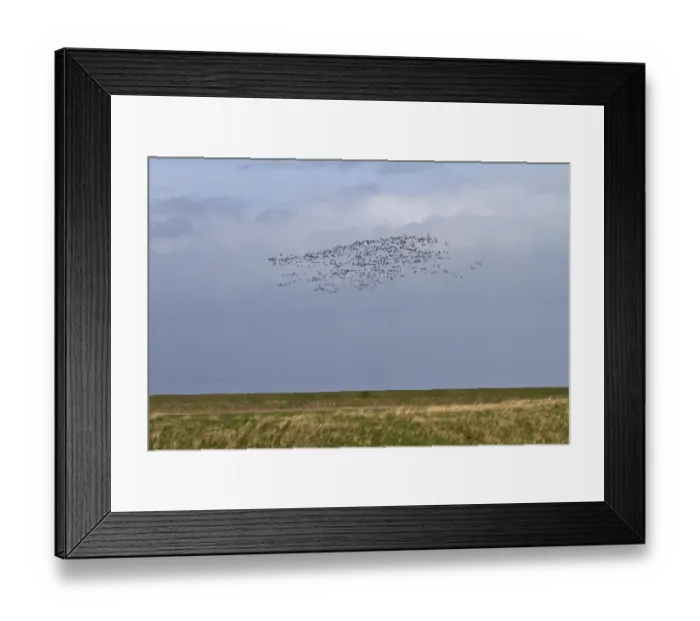 Framed Print : Brent Geese flying along the sea wall Terrington Marsh, The Wash Framed Print : Brent Geese flying along the sea wall Terrington Marsh, The Wash