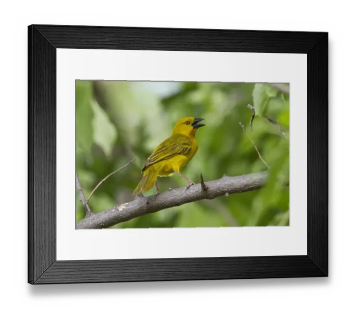 Framed Print : Male Golden Weaver - Lebala, Botswana Framed Print : Male Golden Weaver - Lebala, Botswana
