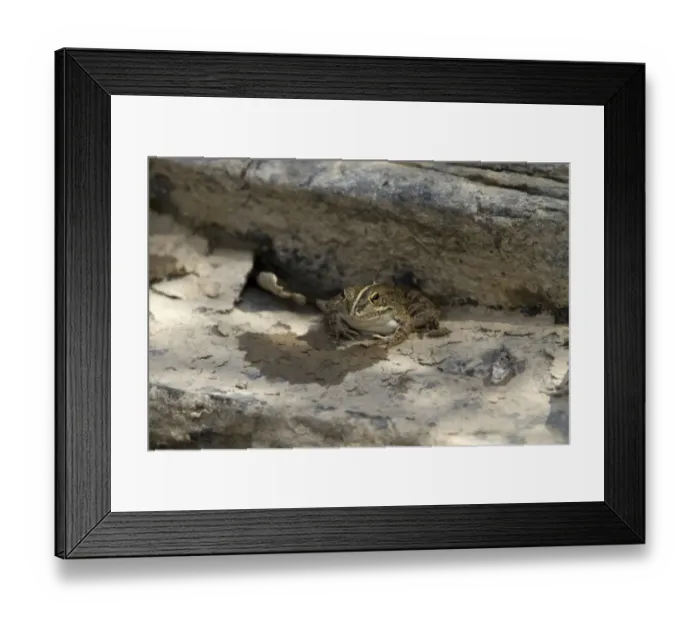 Framed Print : Iberian Water Frog, Extremadura Spain Framed Print : Iberian Water Frog, Extremadura Spain