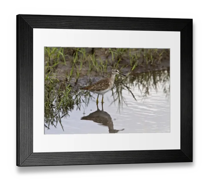 Framed Print : Wood Sandpiper a winter visitor the the Okavango Delta Botswana Framed Print : Wood Sandpiper a winter visitor the the Okavango Delta Botswana