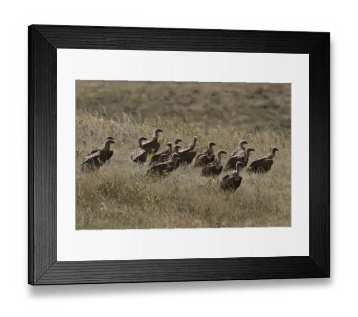 Framed Print : Group of Eurasian Griffon Vulture s, Extremadura, Spain Framed Print : Group of Eurasian Griffon Vulture s, Extremadura, Spain