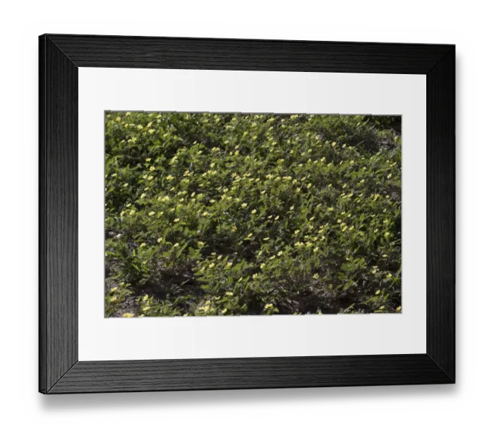 Framed Print : Devils Thorn growing in Botswana near Lebala