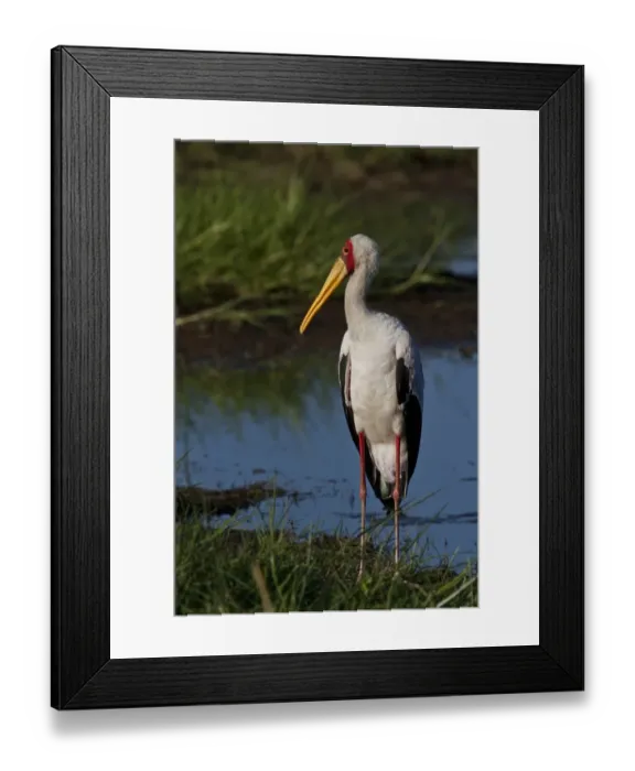Framed Print : Yellow billed Stork - Okavango Delta Botswana Framed Print : Yellow billed Stork - Okavango Delta Botswana
