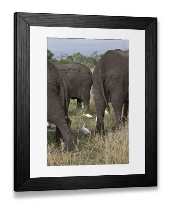 Framed Print : Cattle Egrets hunt for insects that this group of African Elephants disturb Framed Print : Cattle Egrets hunt for insects that this group of African Elephants disturb