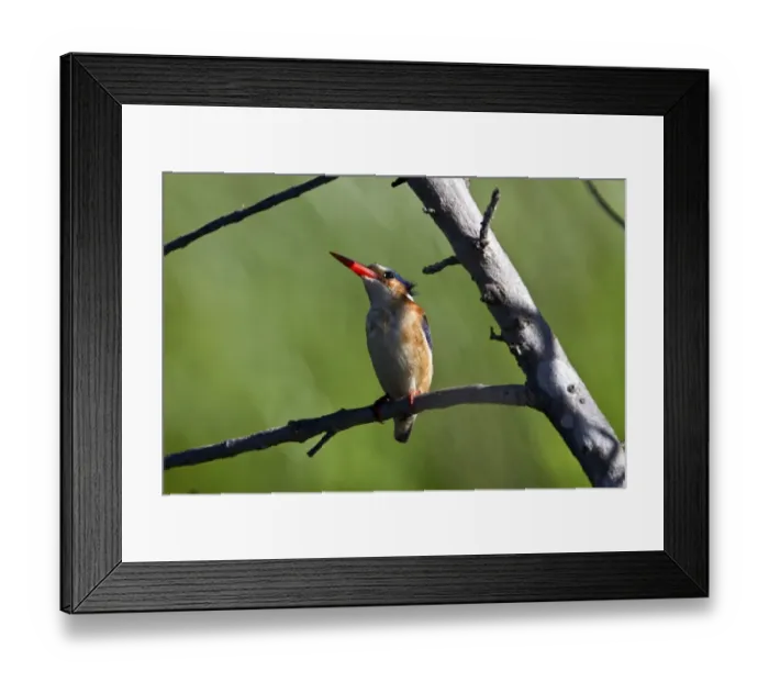 Framed Print : malachite kingfisher - Okavango delta, botswana Framed Print : malachite kingfisher - Okavango delta, botswana