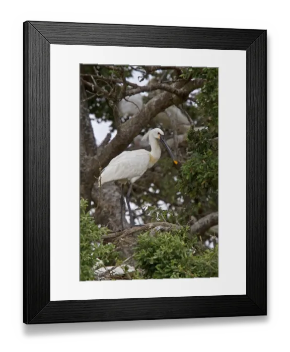 Framed Print : Eurasian Spoonbill in breeding plumage - Coto Donana, Spain Framed Print : Eurasian Spoonbill in breeding plumage - Coto Donana, Spain