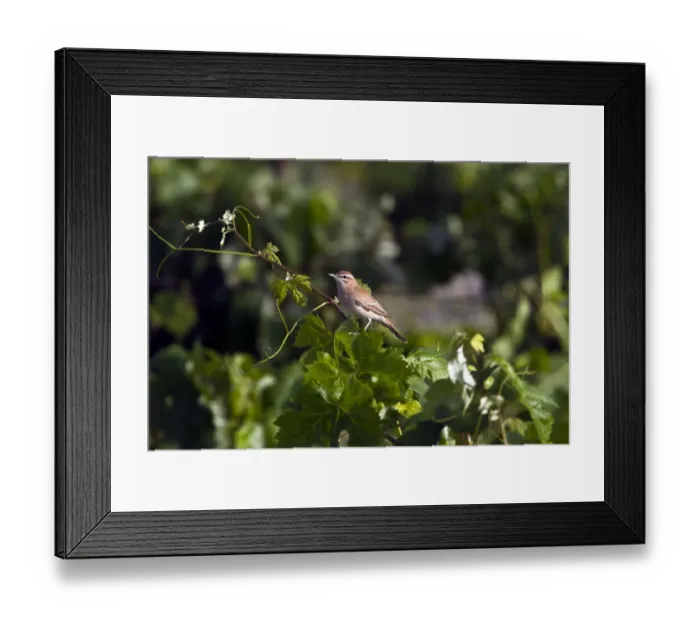 Framed Print : Rufous Bush Robin on vines - taken in southern Spain Framed Print : Rufous Bush Robin on vines - taken in southern Spain