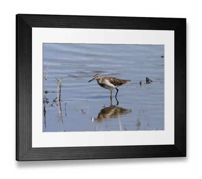 Framed Print : Wood Sandpiper a winter visitor the the Okavango Delta Botswana Framed Print : Wood Sandpiper a winter visitor the the Okavango Delta Botswana