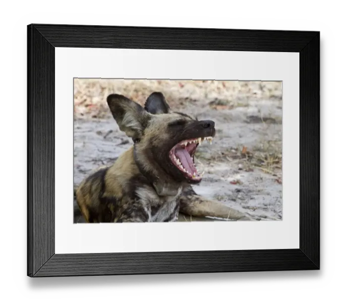 Framed Print : Hunting dog with radio collar yawns. Lycaon pictus is a large canid found only in Africa Framed Print : Hunting dog with radio collar yawns. Lycaon pictus is a large canid found only in Africa