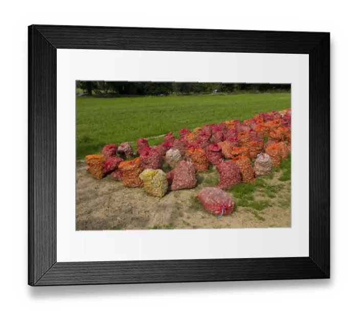 Framed Print : daffodil bulbs in a Jersey Island field Framed Print : daffodil bulbs in a Jersey Island field