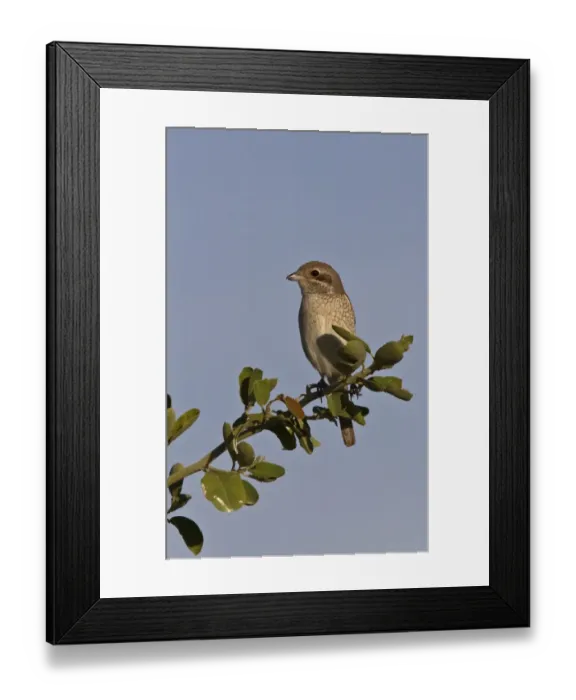 Framed Print : Immature Red Back Shrike Framed Print : Immature Red Back Shrike