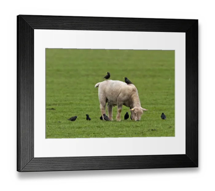 Framed Print : Starlings search for food on and by a young sheep Framed Print : Starlings search for food on and by a young sheep