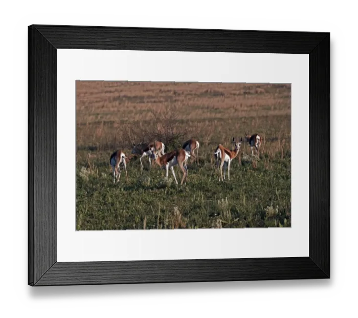 Framed Print : Springbok, antidorcas marsupialis, group of young males, south africa Framed Print : Springbok, antidorcas marsupialis, group of young males, south africa