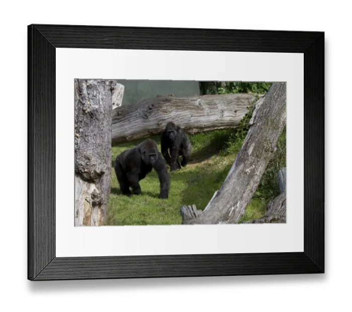 Framed Print : Gorillas at the Durrell Wildlife conservation trust, Jersey Framed Print : Gorillas at the Durrell Wildlife conservation trust, Jersey