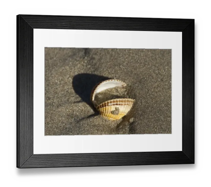Framed Print : Shell of common cockle Framed Print : Shell of common cockle
