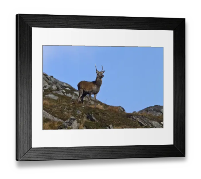 Framed Print : A young male red deer with a single spike antler, taken on the isle of jura Framed Print : A young male red deer with a single spike antler, taken on the isle of jura