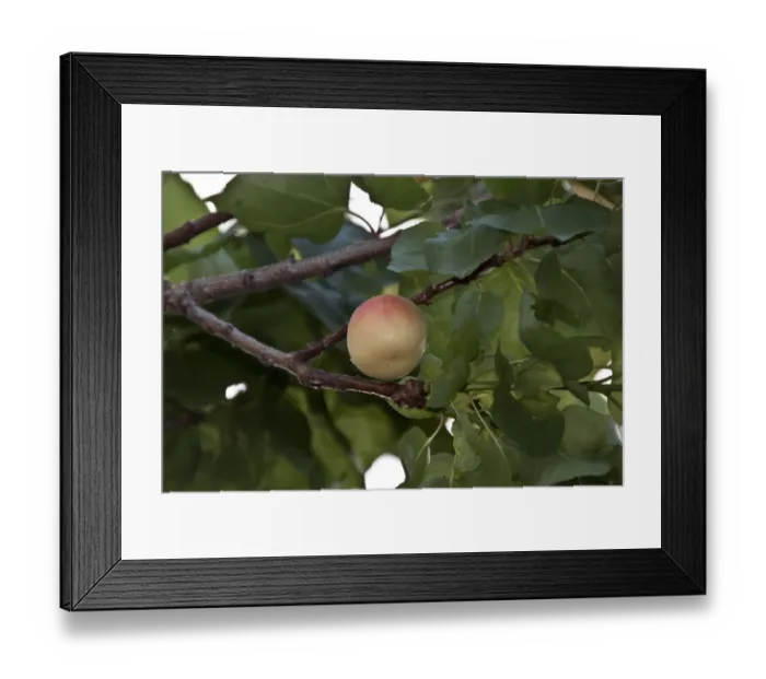Framed Print : Apricot fruits on tree # Spain Framed Print : Apricot fruits on tree # Spain
