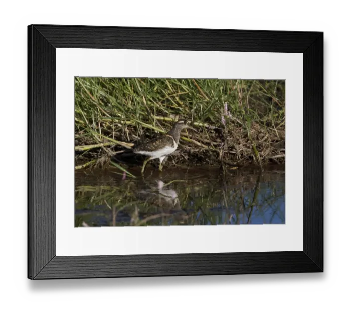 Framed Print : Male Painted Snipe - Okavango Delta - Botswana Framed Print : Male Painted Snipe - Okavango Delta - Botswana