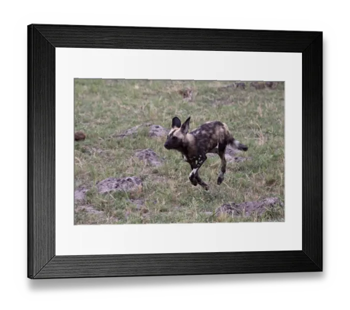 Framed Print : Running Hunting dog. Lycaon pictus is a large canid found only in Africa, especially in savannas Framed Print : Running Hunting dog. Lycaon pictus is a large canid found only in Africa, especially in savannas