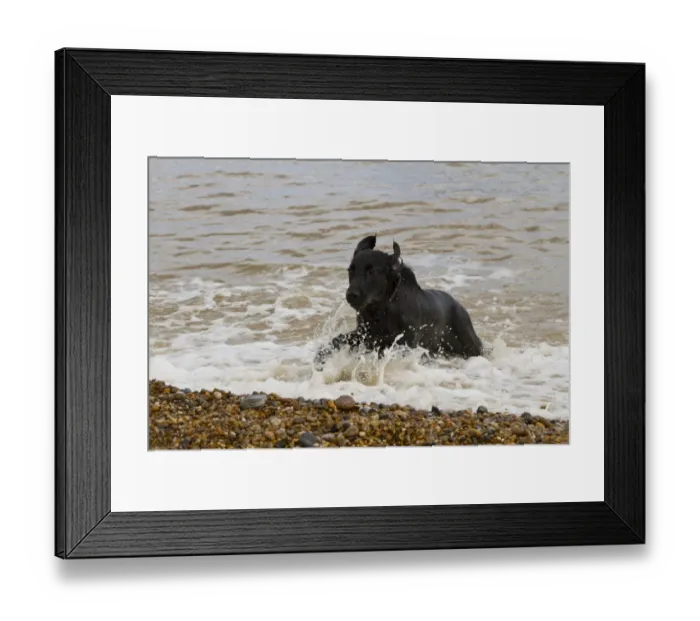 Framed Print : The Flat-Coated Retriever is a gundog breed originating from the United Kingdom Framed Print : The Flat-Coated Retriever is a gundog breed originating from the United Kingdom