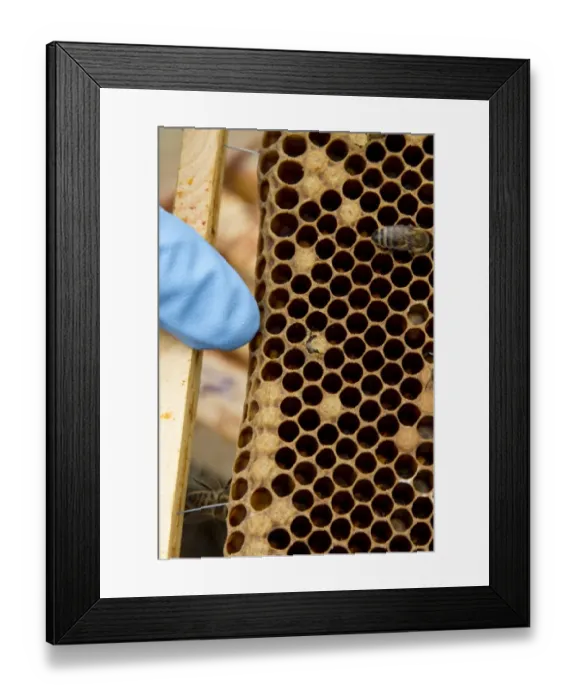Framed Print : Pointing out a newly emerging worker honey bee on the brood frame Framed Print : Pointing out a newly emerging worker honey bee on the brood frame