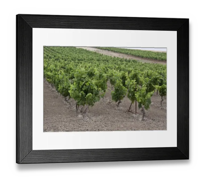 Framed Print : Grapes growing in chalky soil, these grapes will be made into La Gitana sherry. Andalusia Spain