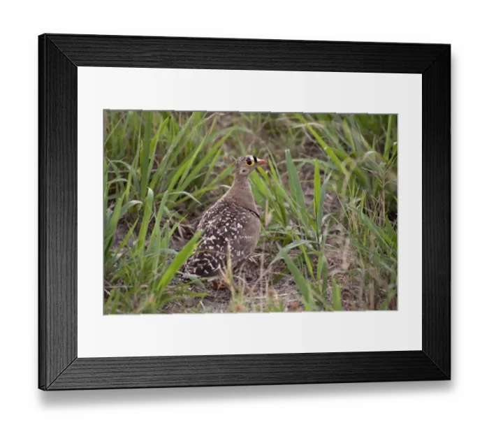 Framed Print : Male Double banded sandgrouse - Botswana Framed Print : Male Double banded sandgrouse - Botswana
