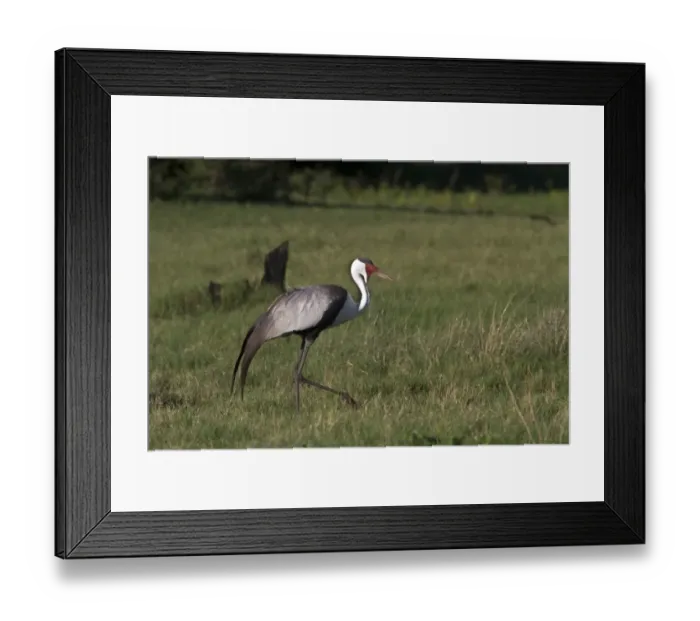 Framed Print : Wattled Crane near Kwara Bostwana. An endangered species Framed Print : Wattled Crane near Kwara Bostwana. An endangered species