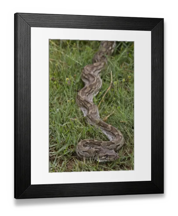 Framed Print : African Rock Python Framed Print : African Rock Python