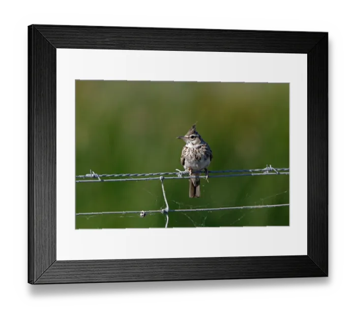 Framed Print : Thekla Lark on wire fence Southern Spain Framed Print : Thekla Lark on wire fence Southern Spain