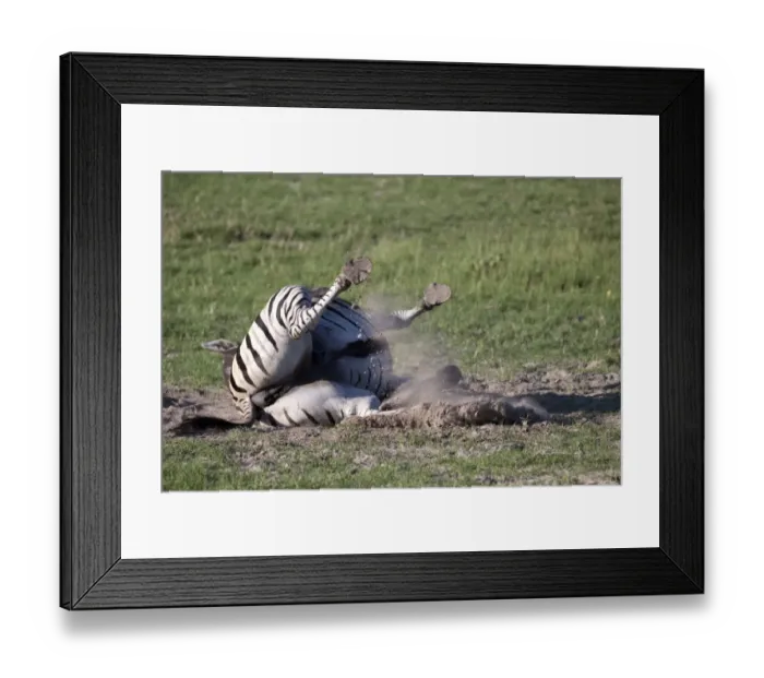 Framed Print : Burchells Zebra rolls in dust- Botswana