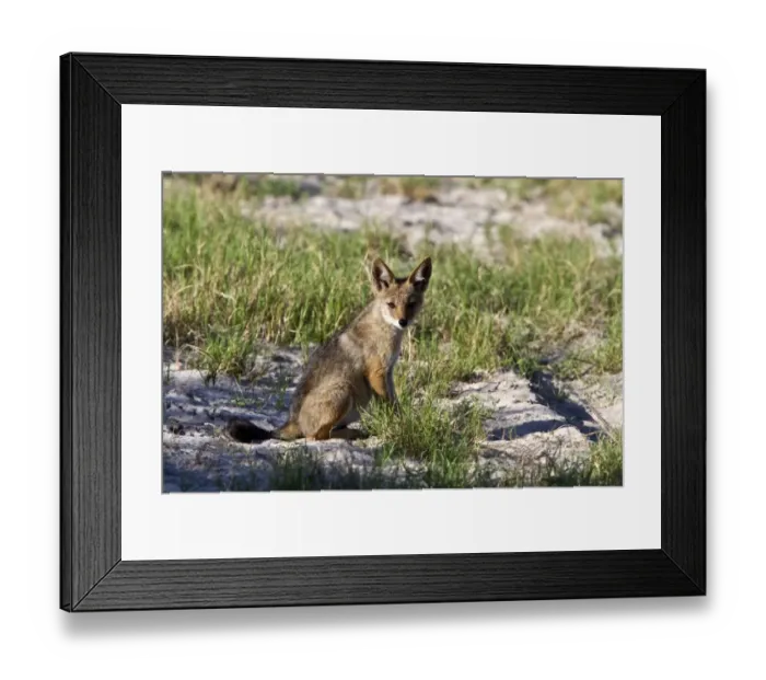 Framed Print : A Black backed Jackal cub - Botswana Framed Print : A Black backed Jackal cub - Botswana
