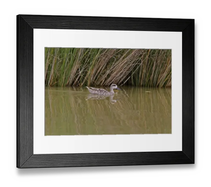 Framed Print : Marbled Duck swimming, Coto Donana, Spain Framed Print : Marbled Duck swimming, Coto Donana, Spain