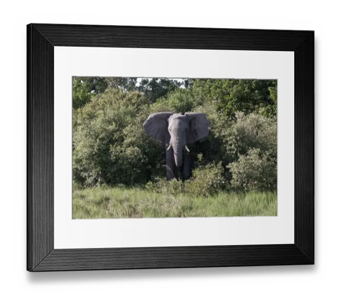 Framed Print : Aggressive ear flapping African Elephant threatens from Botswana bush Framed Print : Aggressive ear flapping African Elephant threatens from Botswana bush