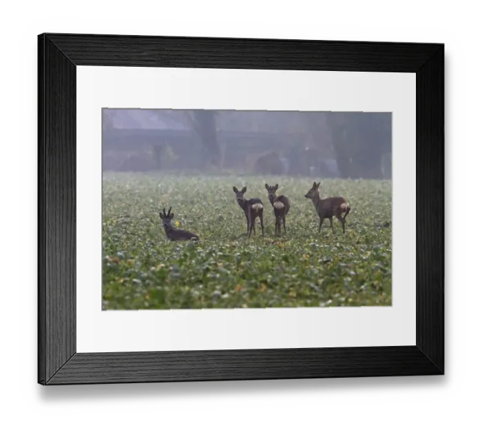 Framed Print : roe deer, family group in oilseed rape field Framed Print : roe deer, family group in oilseed rape field