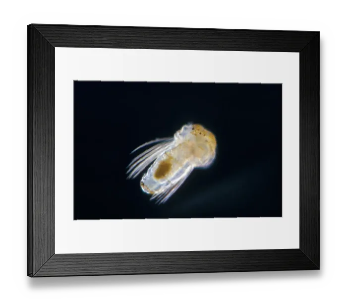 Framed Print : Sabellaria alveolata, the honeycomb worm, is a reef-forming polychaete. Late larva Framed Print : Sabellaria alveolata, the honeycomb worm, is a reef-forming polychaete. Late larva
